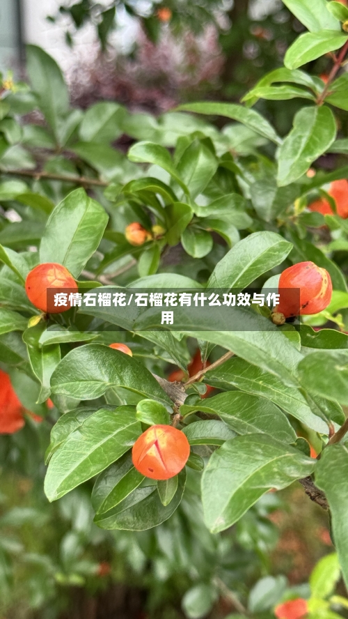 疫情石榴花/石榴花有什么功效与作用-第3张图片