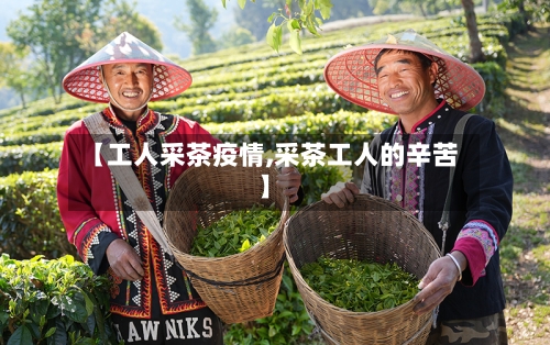 【工人采茶疫情,采茶工人的辛苦】-第3张图片