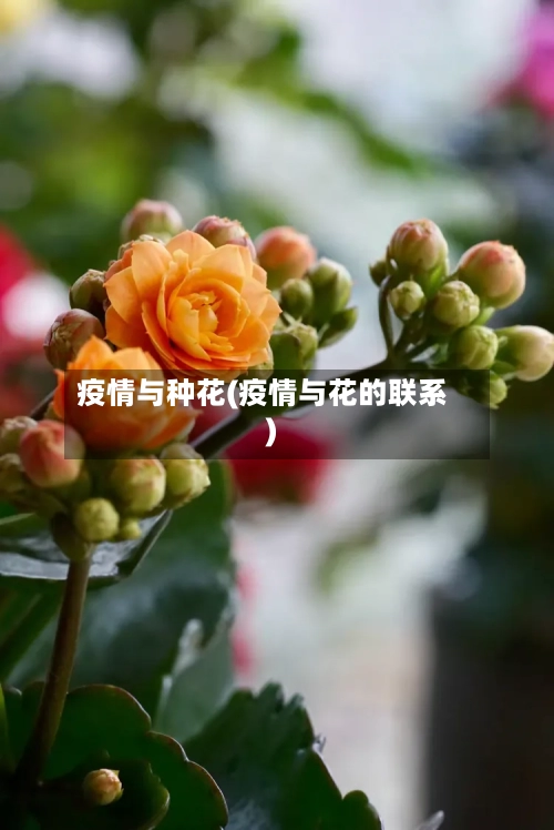 疫情与种花(疫情与花的联系)-第2张图片