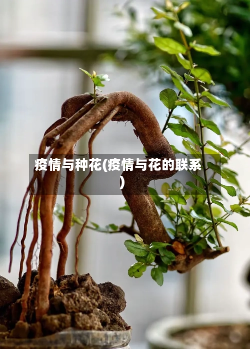 疫情与种花(疫情与花的联系)