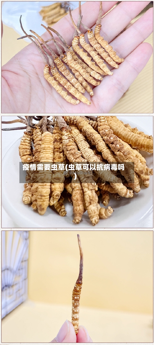 疫情需要虫草(虫草可以抗病毒吗)