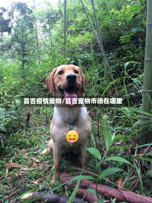 昌吉疫情宠物/昌吉宠物市场在哪里-第2张图片