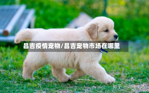 昌吉疫情宠物/昌吉宠物市场在哪里