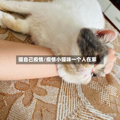 猫自己疫情/疫情小猫咪一个人在家