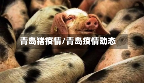 青岛猪疫情/青岛疫情动态-第2张图片